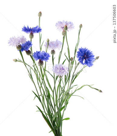 Blue Cornflower isolated on white background. Centaurea cyanus or bachelor's button flowers. Blue Cornflower isolated on white background. Centaurea cyanus or bachelor's button flowers. 137506603
