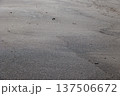 砂浜のテクスチャー・背景 137506672