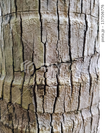 Close up of the bark of a palm tree. Natural background Close up of the bark of a palm tree. Natural background 137506776