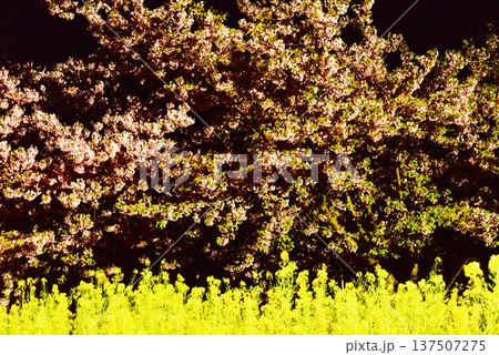 笠戸島の夜の河津桜と菜の花2 笠戸島の夜の河津桜と菜の花2 137507275