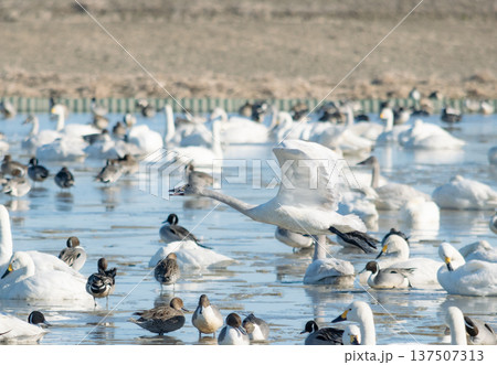 冬を越す白鳥の飛翔と水辺の賑わい 冬を越す白鳥の飛翔と水辺の賑わい 137507313