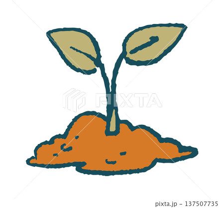 Young seedling sprouting from ground 137507735
