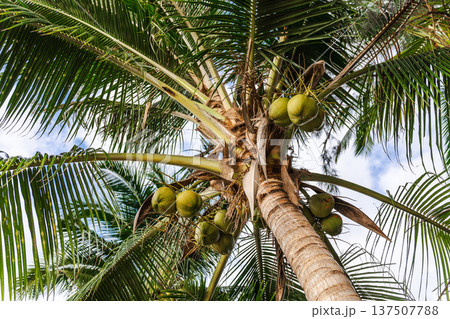 Coconut palm tree with green coconuts growing in tropical climate Coconut palm tree with green coconuts growing in tropical climate 137507788