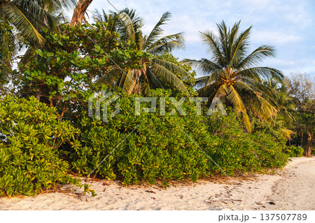 Tropical coastal vegetation with palm trees and dense green plants growing on sandy beach Tropical coastal vegetation with palm trees and dense green plants growing on sandy beach 137507789