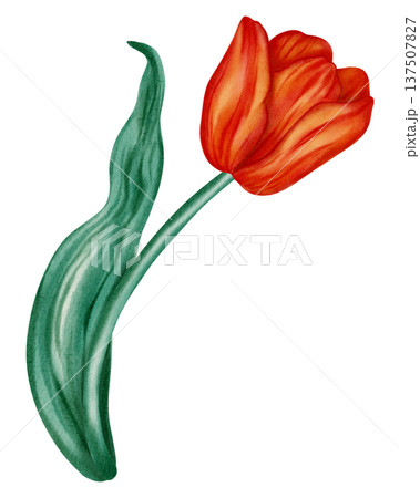 Watercolor illustration of a red tulip. Flower. This spring floral illustration is perfect for holiday cards, birthdays, International Women's Day, Easter cards, and romantic designs. Watercolor illustration of a red tulip. Flower. This spring floral illustration is perfect for holiday cards, birthdays, International Women's Day, Easter cards, and romantic designs. 137507827