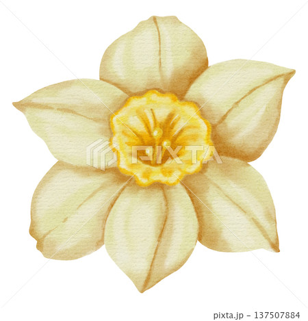 Watercolor hand drawn narcissus flower isolated on white background. Spring floral illustration perfect for holiday, birthday, Women's Day, Easter cards and romantic designs. Watercolor hand drawn narcissus flower isolated on white background. Spring floral illustration perfect for holiday, birthday, Women's Day, Easter cards and romantic designs. 137507884