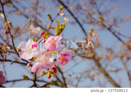 春 137508613