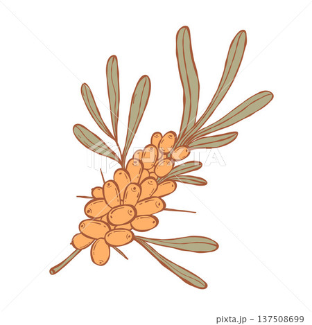 Sea Buckthorn Branch with Berries. Orange Berries and Green Leaves. Botanical hand-drawn. Vector illustration. Hippophae Rhamnoides Plant Element Sea Buckthorn Branch with Berries. Orange Berries and Green Leaves. Botanical hand-drawn. Vector illustration. Hippophae Rhamnoides Plant Element 137508699