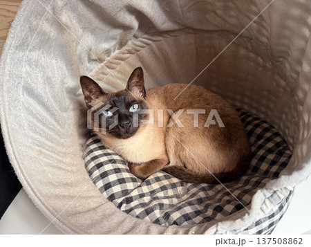 Siamese cat resting inside soft pet bed at home interior. Companion animal comfort, domestic tranquility, pet care lifestyle, warmth, safety and emotional bonding. Siamese cat resting inside soft pet bed at home interior. Companion animal comfort, domestic tranquility, pet care lifestyle, warmth, safety and emotional bonding. 137508862