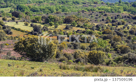 Mediterranean Forest Scrub, Spain Mediterranean Forest Scrub, Spain 137509196