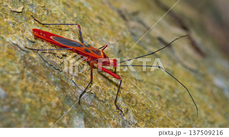 Shield Bug, Royal Bardia National Park, Nepal 137509216