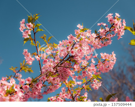 青空に映える河津桜 青空に映える河津桜 137509444
