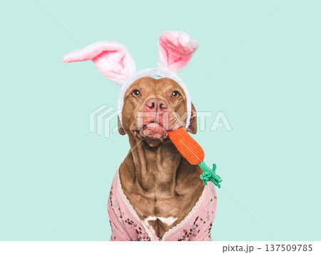Cute dog with pink bunny ears Cute dog with pink bunny ears 137509785