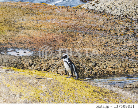 African penguins stand on sunlit granite rocks African penguins stand on sunlit granite rocks 137509811