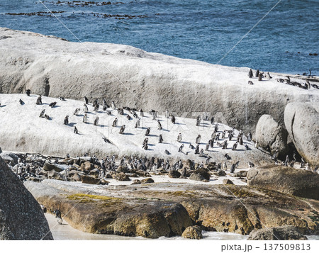 African penguins stand on sunlit granite rocks 137509813