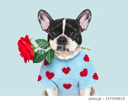 Cute puppy, red rose and embroidered heart. Studio shot 137509818