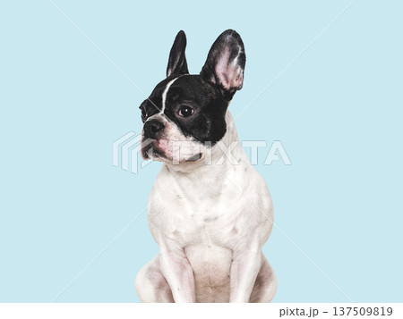 Adorable French Bulldog on white background. Studio shot 137509819