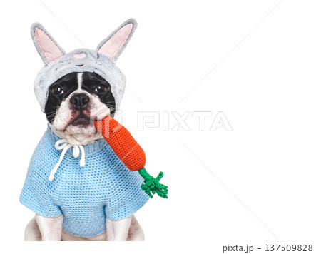 Cute dog with pink bunny ears Cute dog with pink bunny ears 137509828