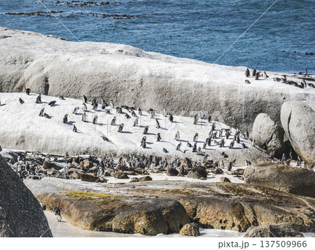 African penguins stand on sunlit granite rocks 137509966