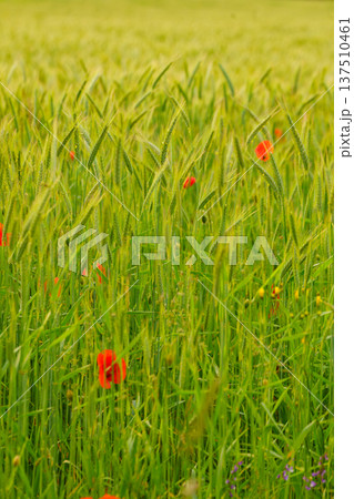 Summer green meadow with red poppy flowers 137510461