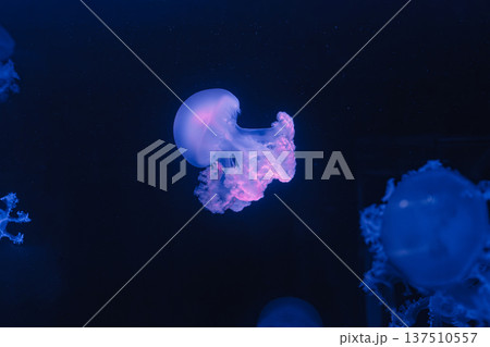 underwater photos of jellyfish marble jellyfish lychnorhiza lucerna 137510557