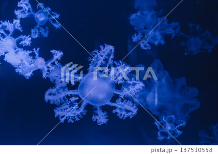 underwater photos of jellyfish marble jellyfish lychnorhiza lucerna 137510558