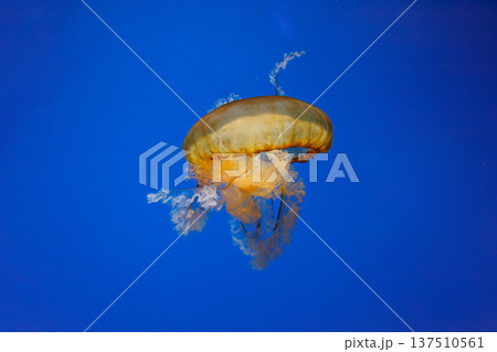 underwater photos of jellyfish chrysaora fuscescens jellyfish pacific sea nettle 137510561