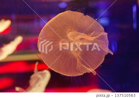 underwater photos of jellyfish aurelia aurita underwater photos of jellyfish aurelia aurita 137510563