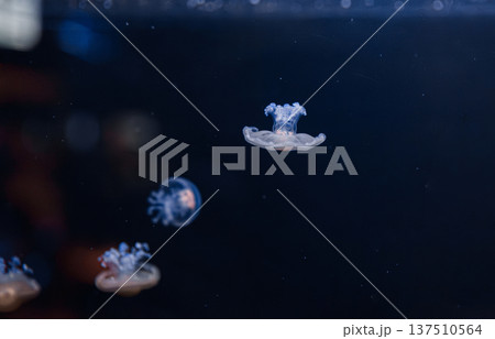 underwater photos of mediterranean jellyfish Cotylorhiza tuberculata 137510564