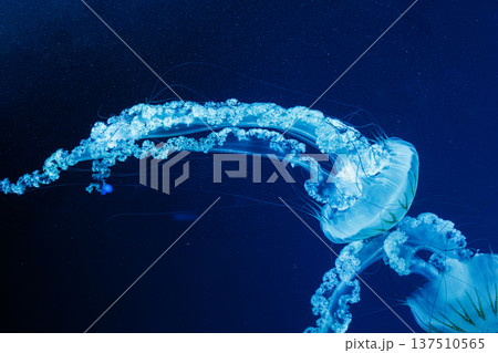 underwater photos of jellyfish chrysaora plocamia south america sea nettle 137510565
