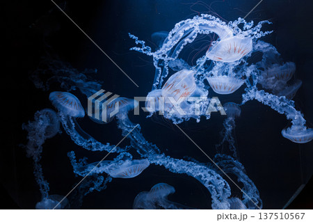 underwater photos of jellyfish chrysaora plocamia south america sea nettle underwater photos of jellyfish chrysaora plocamia south america sea nettle 137510567