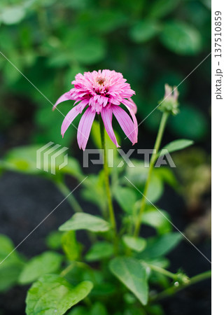 Pink coneflower Butterfly Kisses in garden light Pink coneflower Butterfly Kisses in garden light 137510859