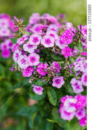 Phlox Classic Cassis with lavender tones 137510860