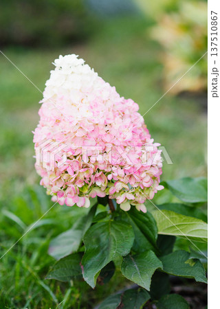 Pinky Promise Hydrangea Starting to Bloom in Soft Pastel Tones 137510867