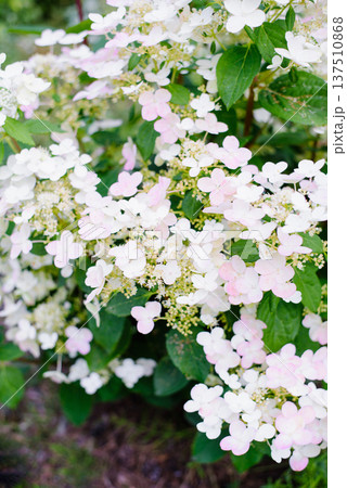 Panicles of Wims Red hydrangea pink 137510868