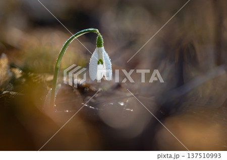 Spring background. Beautiful first spring flowers for the beginning of spring time and season. Concept for nature and environment. 137510993