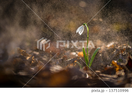 Snowdrops spring flowers. Beautifully blooming in the grass at sunset. Delicate Snowdrop flower is one of the spring symbols. (Amaryllidaceae - Galanthus nivalis) Snowdrops spring flowers. Beautifully blooming in the grass at sunset. Delicate Snowdrop flower is one of the spring symbols. (Amaryllidaceae - Galanthus nivalis) 137510996
