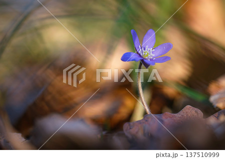 Spring flower. Beautiful blooming first small flowers in the forest. Hepatica. (Hepatica nobilis) Spring flower. Beautiful blooming first small flowers in the forest. Hepatica. (Hepatica nobilis) 137510999