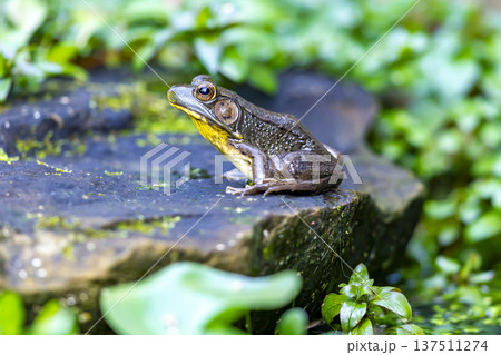 Photograph of a frog sitting on a rock near a pond Photograph of a frog sitting on a rock near a pond 137511274