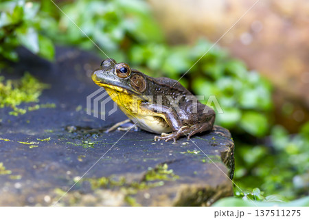 Photograph of a frog sitting on a rock near a pond 137511275