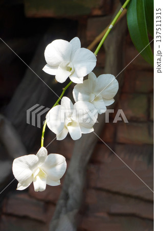 beautiful four white orchids in branch on blur nature background, nature, decor, decoration, religion, buddha, fashion, copy space beautiful four white orchids in branch on blur nature background, nature, decor, decoration, religion, buddha, fashion, copy space 137511315
