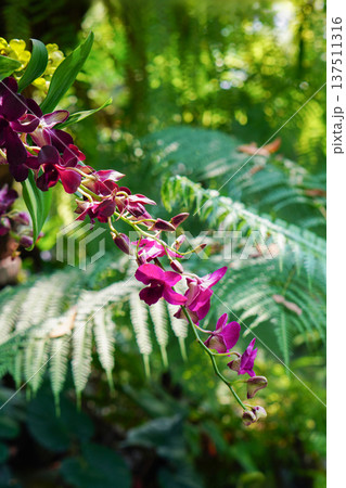 red and pink orchids in branch on blur green leaf and nature background, nature, decor, decoration, religion, buddha, fashion, copy space red and pink orchids in branch on blur green leaf and nature background, nature, decor, decoration, religion, buddha, fashion, copy space 137511316