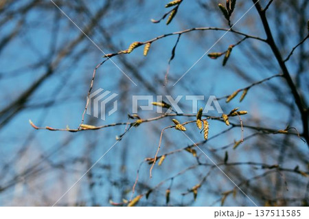 Close up of tree branch with small buds against soft blue sky background. Early spring growth with fresh young leaves forming on branches Close up of tree branch with small buds against soft blue sky background. Early spring growth with fresh young leaves forming on branches 137511585