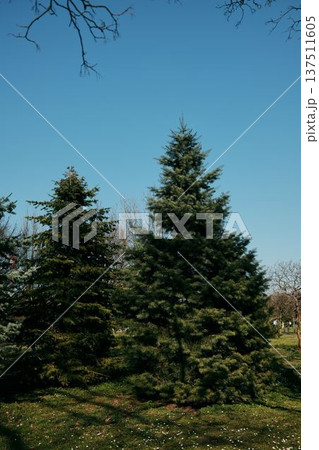 Tall evergreen pine trees growing in a sunny park under clear blue sky. Natural landscape with conifer trees and green grass in calm spring atmosphere Tall evergreen pine trees growing in a sunny park under clear blue sky. Natural landscape with conifer trees and green grass in calm spring atmosphere 137511605