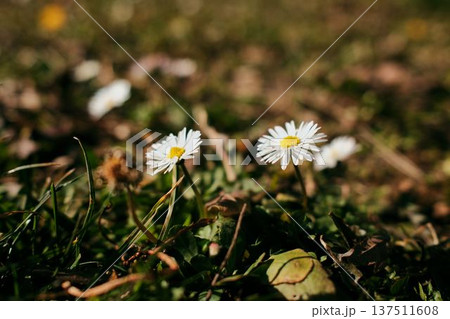 Small white lawn daisies growing close to the ground in spring sunlight. Natural macro scene of bellis perennis flowers blooming in fresh grass 137511608