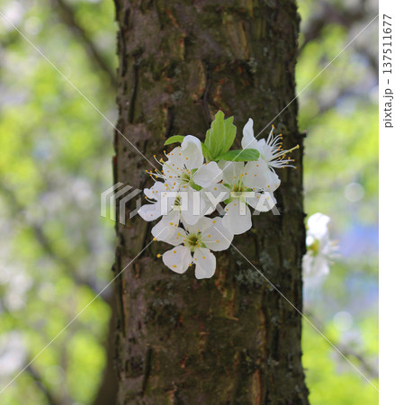 Small White Flowers On A Bark Of Tree Vertical Stock Photo For Spring Backgrounds Small White Flowers On A Bark Of Tree Vertical Stock Photo For Spring Backgrounds 137511677
