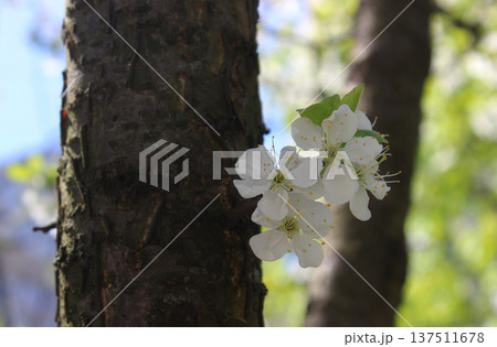 Soft Inflorescence On Tree Trunk Closeup View Soft Inflorescence On Tree Trunk Closeup View 137511678