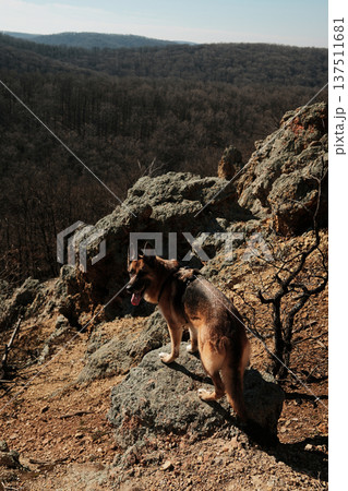 German Shepherd standing on rocky cliff at Orlove Stene, Fruska Gora, Serbia. Early spring forest valley below emphasizes freedom, strength, and outdoor adventure lifestyle German Shepherd standing on rocky cliff at Orlove Stene, Fruska Gora, Serbia. Early spring forest valley below emphasizes freedom, strength, and outdoor adventure lifestyle 137511681