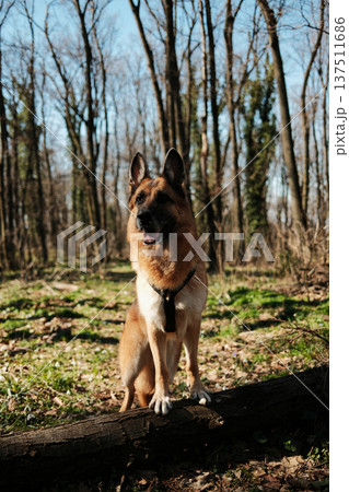 German Shepherd standing on a fallen log in Fruska Gora forest, Serbia. Early spring outdoor portrait emphasizing strength, balance, and loyal companionship German Shepherd standing on a fallen log in Fruska Gora forest, Serbia. Early spring outdoor portrait emphasizing strength, balance, and loyal companionship 137511686
