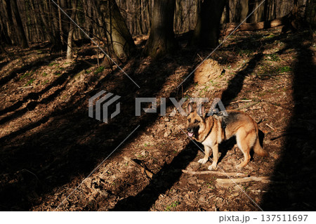 German Shepherd dog standing in dappled sunlight on a forest floor in Fruska Gora, Serbia. Early spring woodland setting capturing strength and alert canine presence 137511697